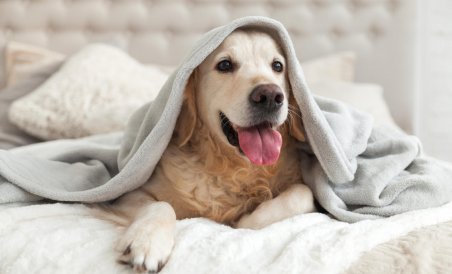 Step By Step Instructions To Look After Your Dog During Winter